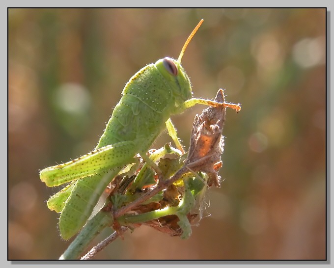 Anacridium aegyptium baby